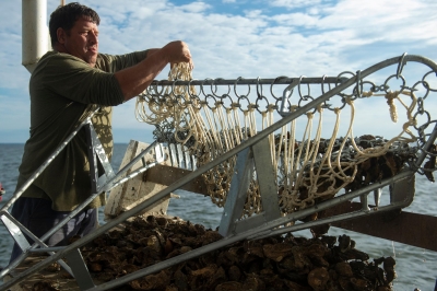 Mississippi Has Invested Millions of Dollars to Save Its Oysters. They’re Disappearing Anyway.
